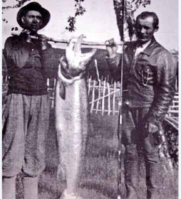 Record photograph for Salmo salar